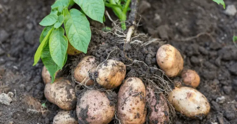 Cómo cultivar batatas en casa con una sola raíz