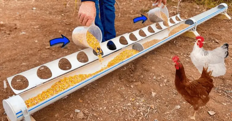 Comedero de PVC para gallinas: una solución práctica y económica