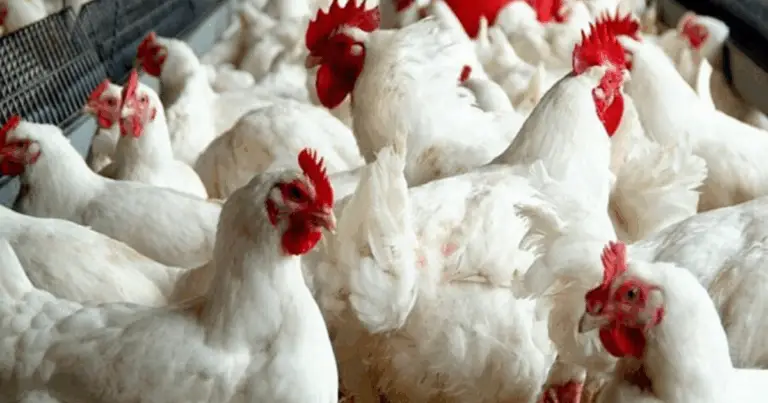 Guía para elegir la mejor gallina ponedora y aumentar la productividad