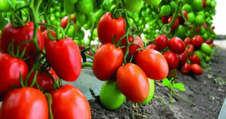 El mejor abono orgánico económico para tomates y pepinos
