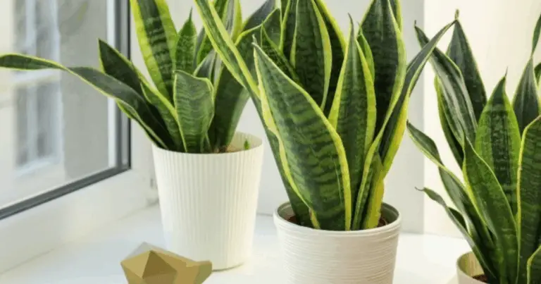 El secreto de la lengua de suegra: beneficios, cuidados y usos medicinales