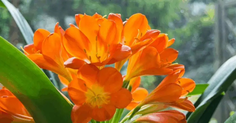 Cómo hacer florecer abundantemente tu clivia