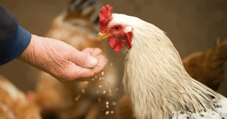 Cómo mejorar la salud y productividad de las gallinas con prácticas naturales
