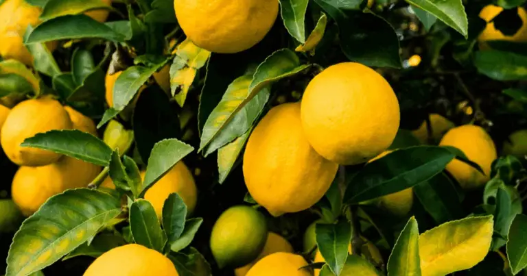 Tamaño del limonero: guía práctica para lograr una cosecha abundante