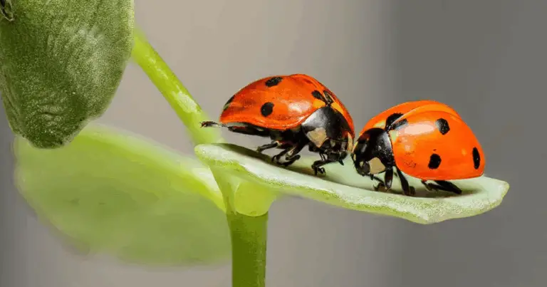 Coccinella aliada del jardín: guía completa para un control natural de plagas