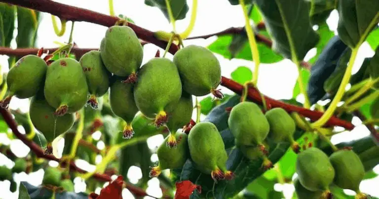 Fruta silvestre: el tesoro oculto que puedes incorporar a tu dieta