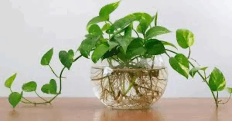 7 plantas que crecen en agua: guía completa para un mini-jardín sin tierra