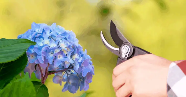 Método sencillo para reproducir hortensias: guía práctica y completa