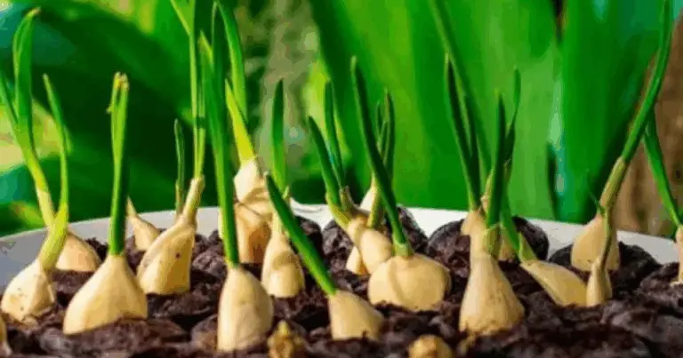 Cómo cultivar ajo en casa de forma sencilla