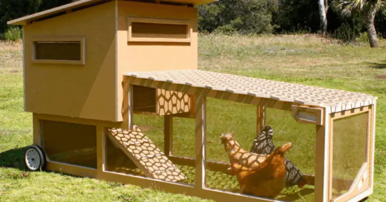 Pollaio móvil: ventajas y guía para elegir el mejor diseño