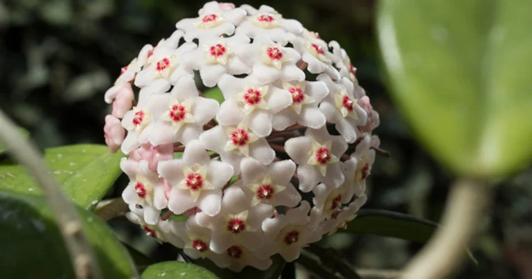 Cómo cultivar el fiore de cera y lograr una floración espectacular