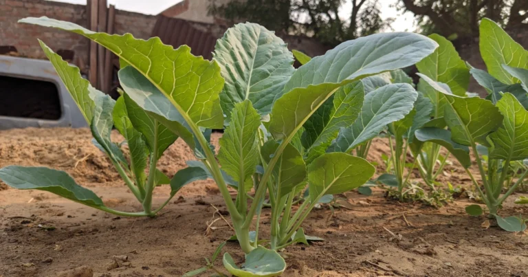 Fertilizante casero con hojas de ricino para cultivar coles gigantes