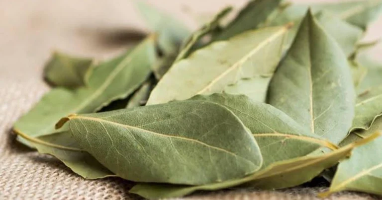 Alloro in el frigorífico y otros usos sorprendentes de esta planta aromática