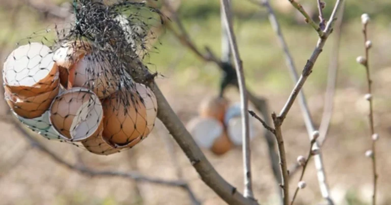 Beneficios de las cáscaras de huevo colgadas en el jardín