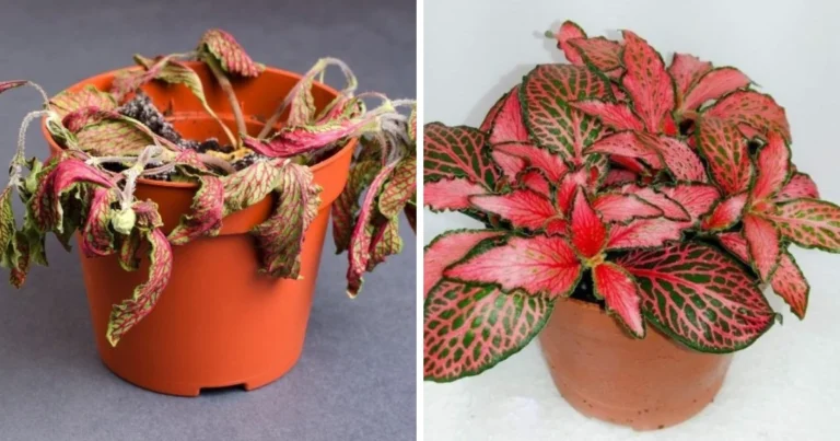 Cómo cuidar las plantas de interior para que florezcan y no se pudran