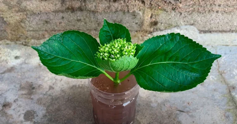 Cómo cultivar hortensias a partir de esquejes paso a paso