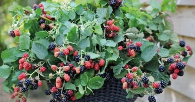 Cómo Cultivar Moras en Macetas Colgantes: Guía Completa para un Cultivo Productivo