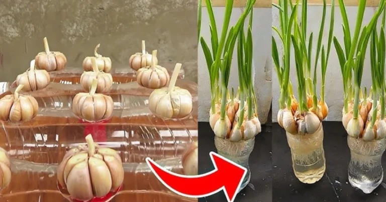 Cómo hacer germinar y cultivar ajo en casa usando una botella de plástico