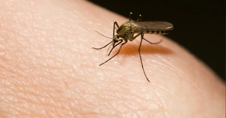 Repelente natural para mosquitos: cómo preparar una solución casera eficaz