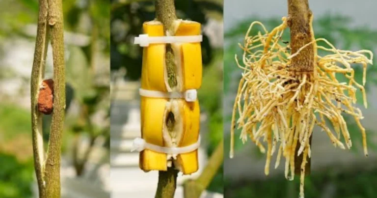 Cómo cultivar un árbol a partir de una simple rama