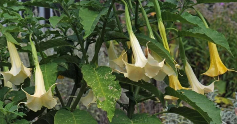 El borrachero: la flor hermosa y peligrosa que debes conocer