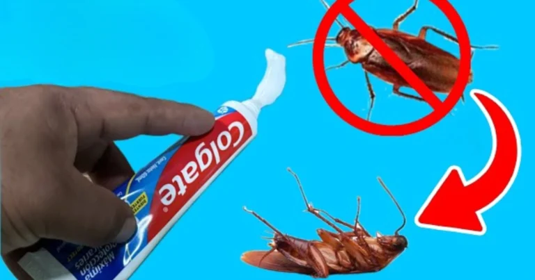 Cómo eliminar cucarachas con pasta dental: el truco casero más eficaz y económico