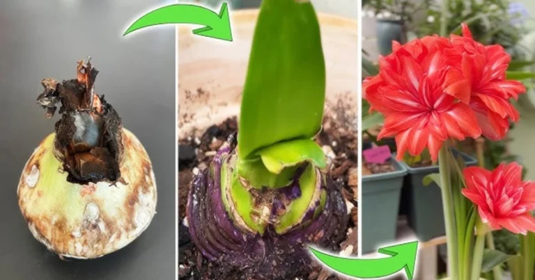 Cómo cultivar el amarilis y lograr que vuelva a florecer cada año