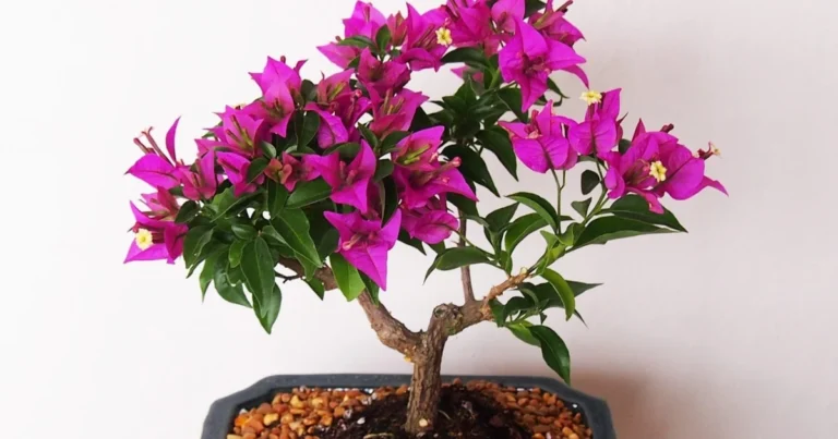Cómo hacer un bonsái de buganvilla paso a paso