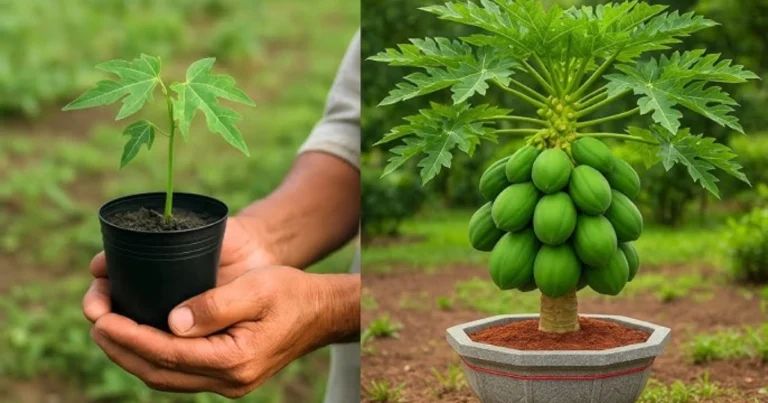 Cómo plantar papaya en maceta y disfrutar de frutas dulces en casa