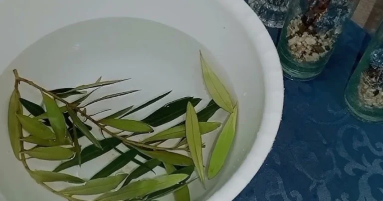 Hojas de olivo: beneficios para la salud y formas naturales de utilizarlas