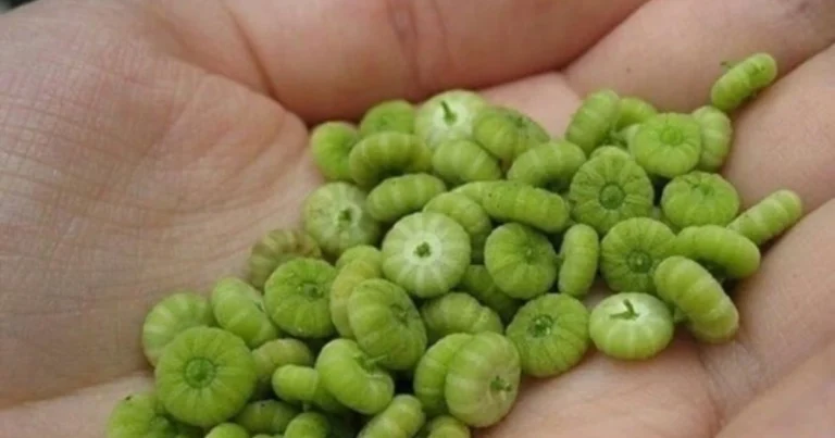 Planta medicinal para los pulmones y las vías respiratorias: beneficios, uso y precauciones