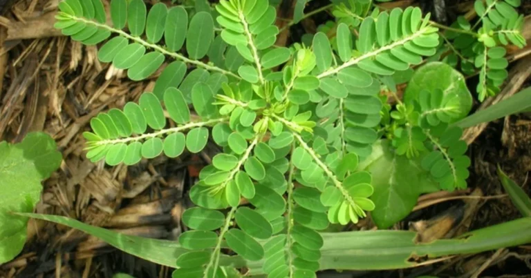 Chanca Piedra: la planta natural que protege tus riñones y mejora tu salud integral