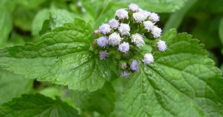 Ageratum conyzoides: una planta tradicional con potencial para la salud respiratoria