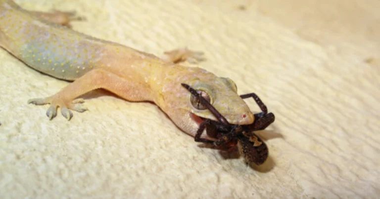 Las salamanquesas domésticas: aliadas naturales para el control de plagas en el hogar