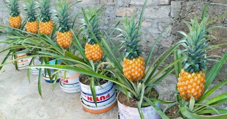 Cómo cultivar piñas en casa: guía completa para un jardín tropical