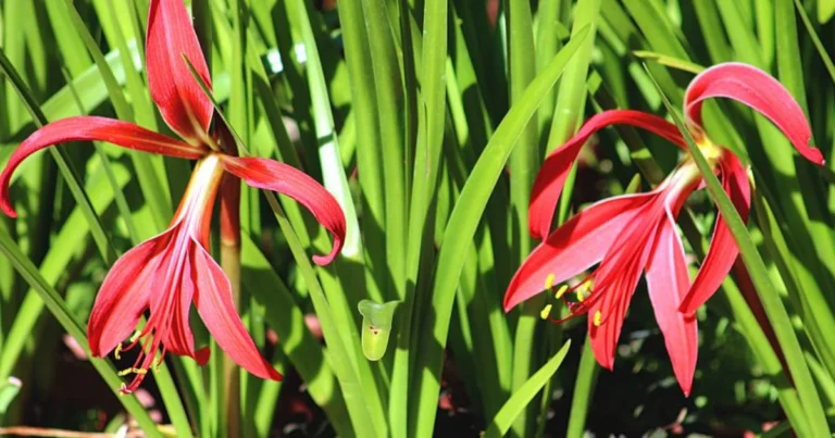 4 trucos naturales para hacer florecer tus plantas durante todo el año y evitar que se marchiten