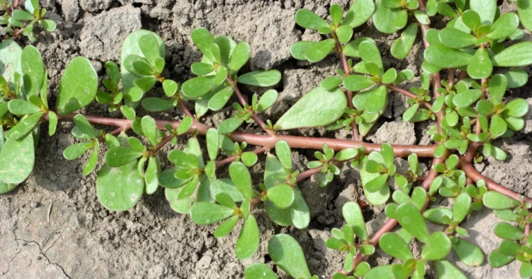 Portulaca en el jardín: 8 razones por las que no deberías eliminarla