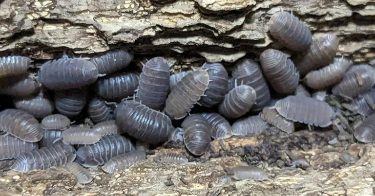 Las cochinillas: guardianas ocultas del ecosistema