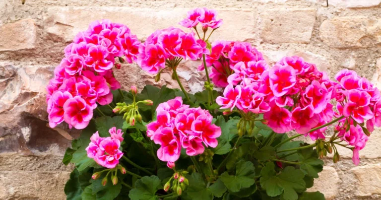 Cómo propagar geranios a partir de un tallo y multiplicar tus plantas fácilmente