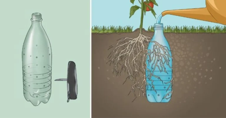 Sistema de riego por goteo con botellas recicladas: cómo hacerlo paso a paso