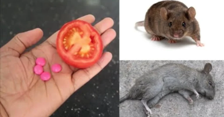 10 métodos naturales para ahuyentar ratones y ratas en segundos