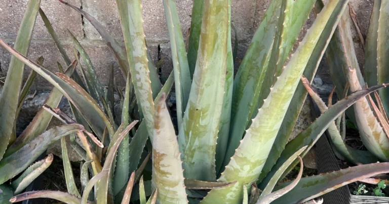 La flor del aloe vera: propiedades, beneficios y usos culinarios de un recurso poco conocido