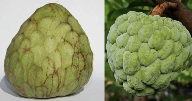 La manzana de azúcar (Annona squamosa): sabor tropical y beneficios para la salud