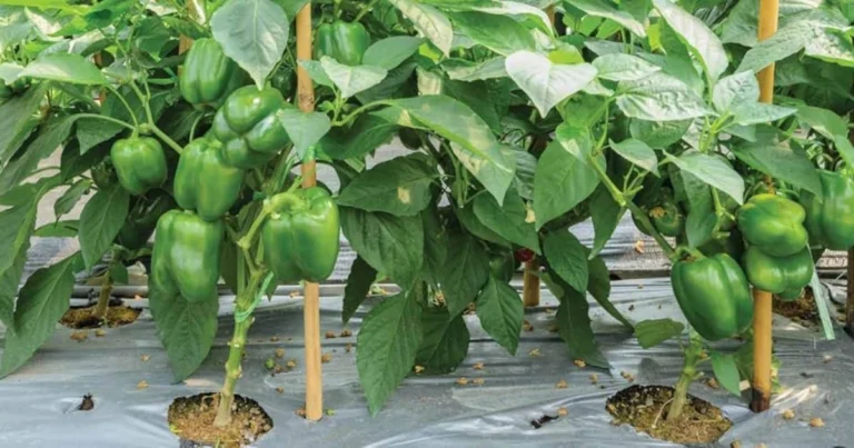 El truco con aspirina que potencia el crecimiento de tomates, pepinos y pimientos