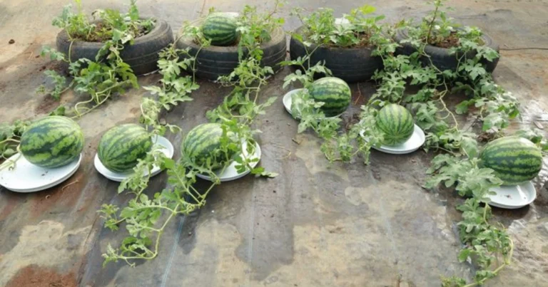 Cómo cultivar sandías desde la semilla: guía completa para obtener frutos dulces y jugosos