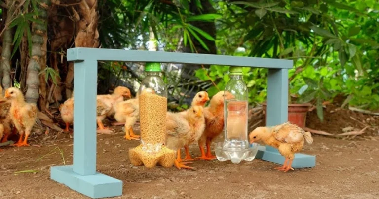 Comedero y bebedero ecológico para gallinas con botellas recicladas