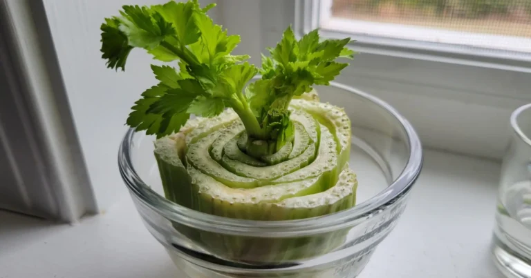 Cómo Hacer Rebrota el Apio en Casa a Partir de Restos de Cocina
