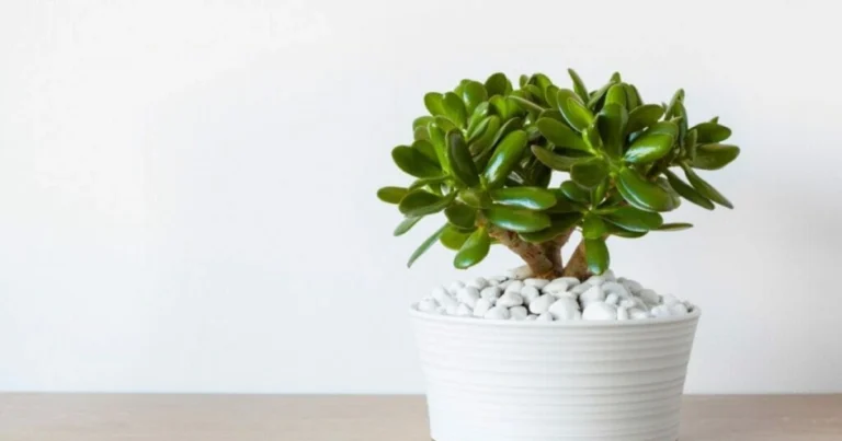 Cómo cuidar el árbol de la suerte y mantenerlo fuerte y saludable en casa