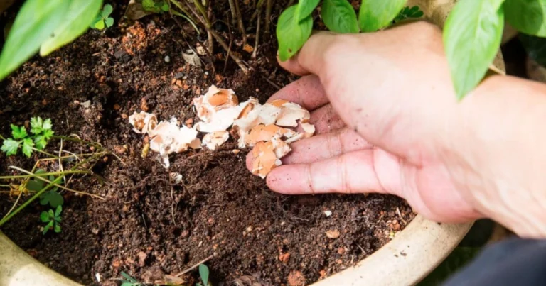 Fertilizante casero con cáscaras de plátano: cómo hacerlo en 5 pasos