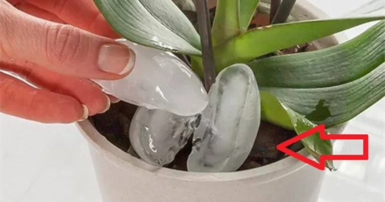 Trucos para mantener tus orquídeas siempre florecidas